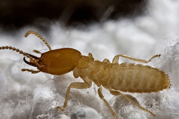 Termite Facts