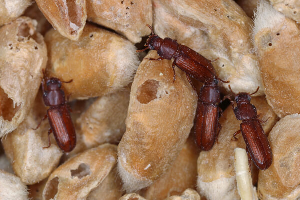 Flour Beetles