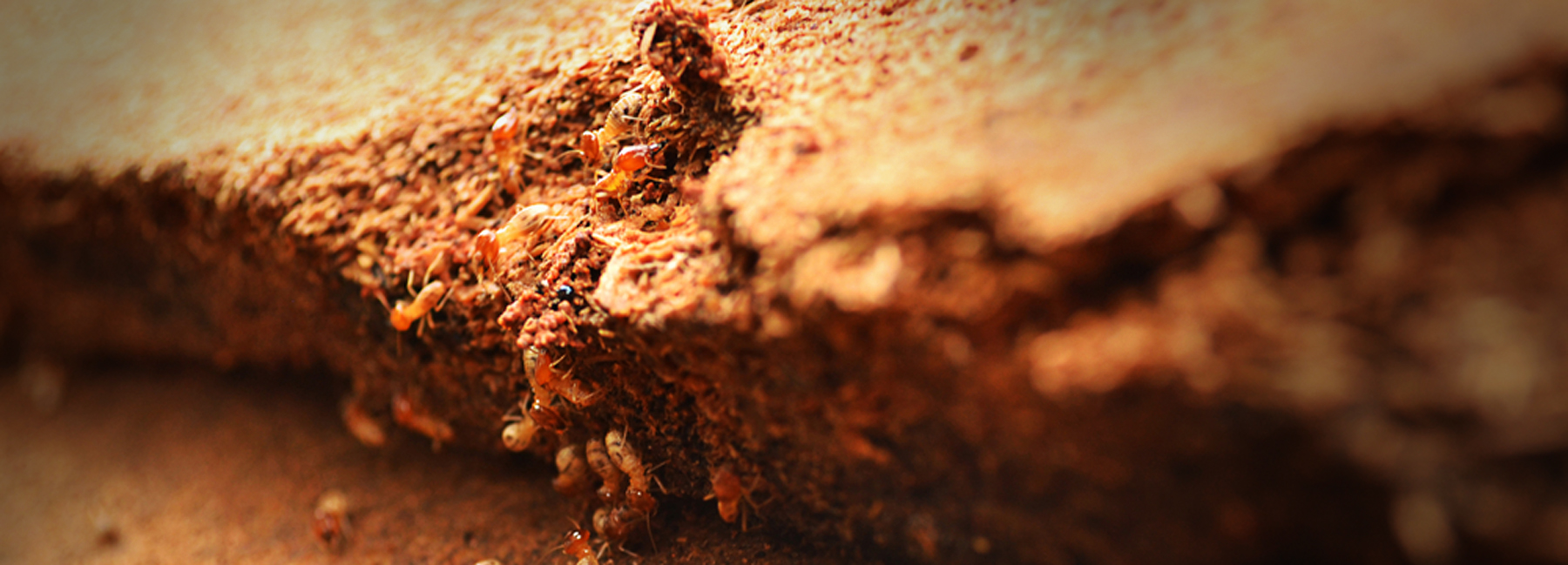 KEEPING TERMITES AWAY FROM YOUR HOME